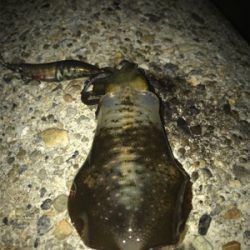 久しぶりのイカGET\(^o^)/