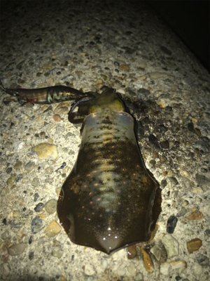 久しぶりのイカGET\(^o^)/