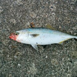 タチウオ釣れずハマチは釣れた