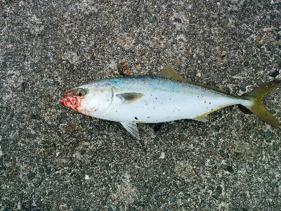 タチウオ釣れずハマチは釣れた