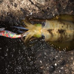 アオリイカ短時間で4杯