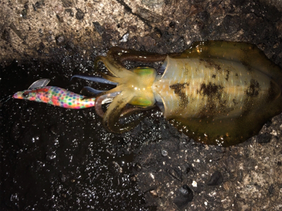 アオリイカ短時間で4杯