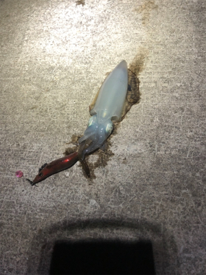 ぼちぼち上がりだしました。