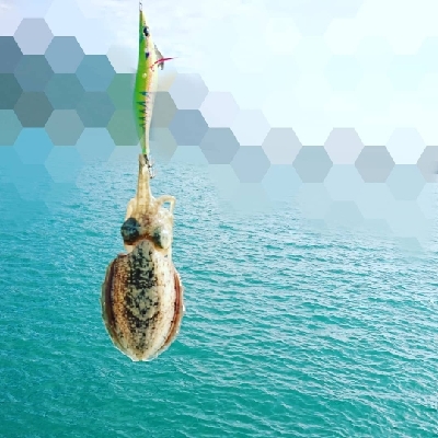 エギング釣行その４６