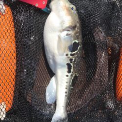 マイボートでアマダイ狙い!