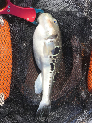 マイボートでアマダイ狙い!