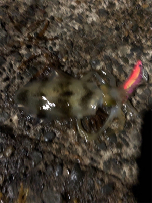 ナイトエギング