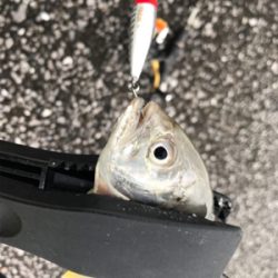 港湾ライトゲーム