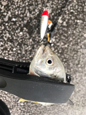 港湾ライトゲーム