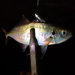 アジング練習27