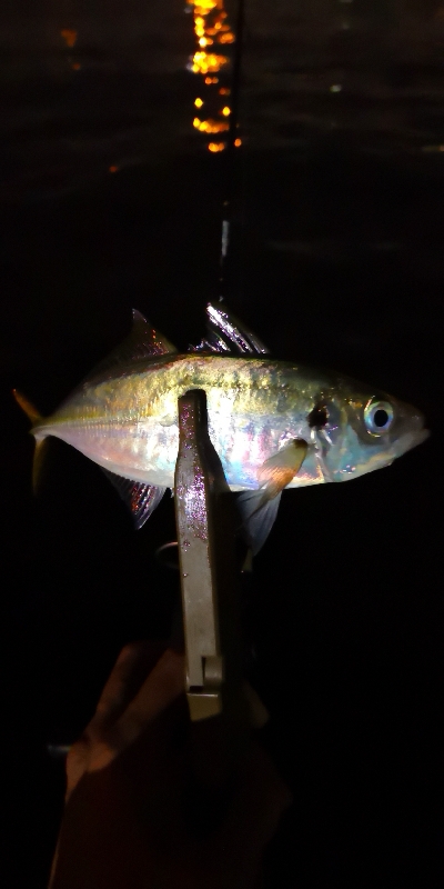 アジング練習27