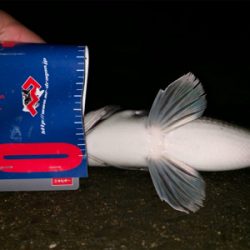 メタルマルでナイトチヌ！