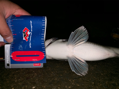 メタルマルでナイトチヌ！