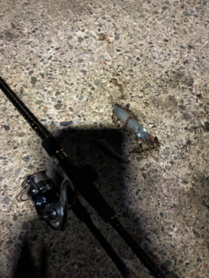 アジングのちエギング