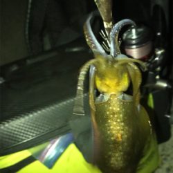 アオリ釣れたけど…サイズがσ(^_^;)