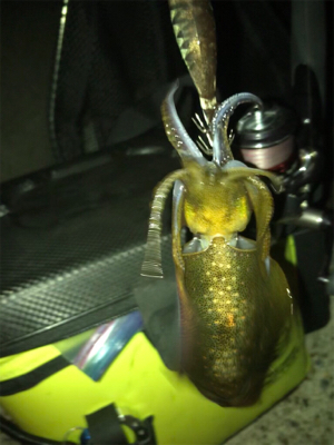 アオリ釣れたけど…サイズがσ(^_^;)