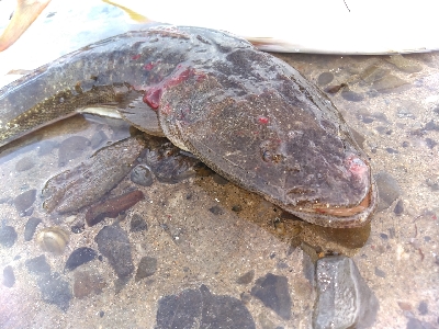 須磨海岸で青物とまさかの底物