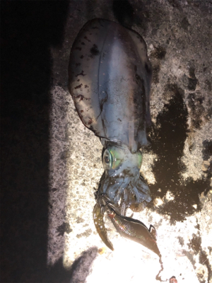 チャンスは短い