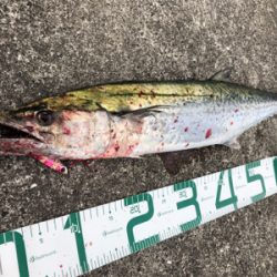 サワラ80センチ!芦屋があつい!