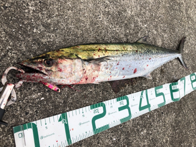 サワラ80センチ!芦屋があつい!