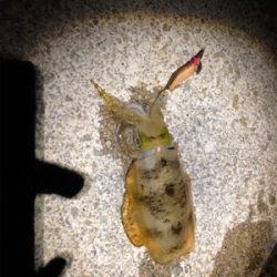 明石に神が舞い降りた。