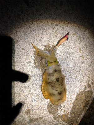 明石に神が舞い降りた。