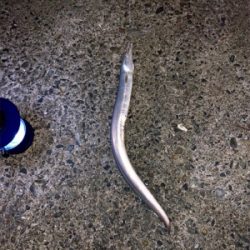 モンハンのつもりが。