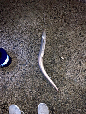 モンハンのつもりが。