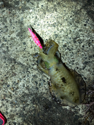 連夜のエギング釣行