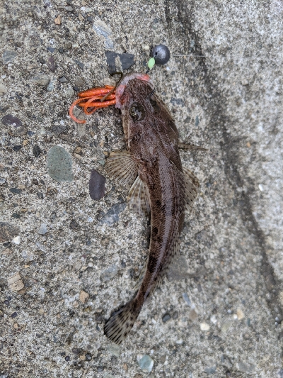 チヌ、ワーム狙いも