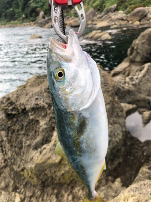 エギングの合間に