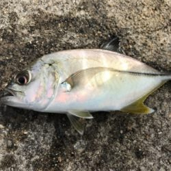 紀州釣りでまさかのエイ