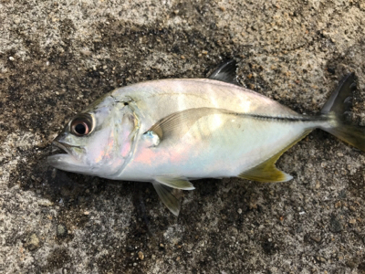 紀州釣りでまさかのエイ