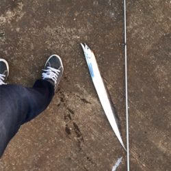 アジング＆タチウオ