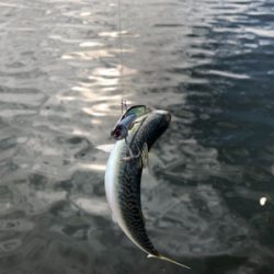 神戸湾奥 青物はベイトの回遊次第