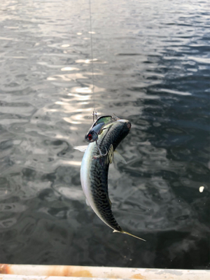 神戸湾奥 青物はベイトの回遊次第