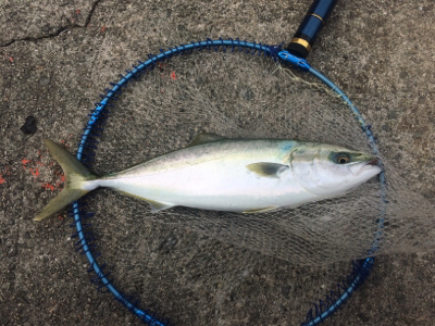 兄さん姉さん不在