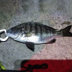 大きい個体は何処に？