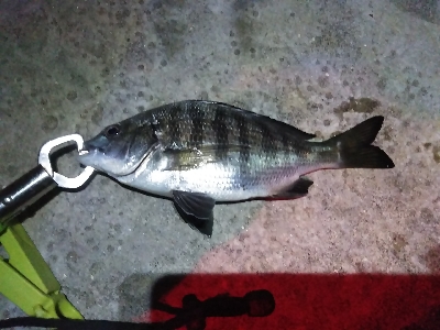 大きい個体は何処に？