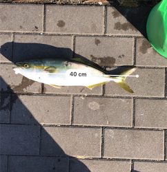 ハマチと呼びたい