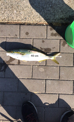 ハマチと呼びたい