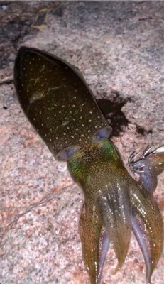 時合に当たった！