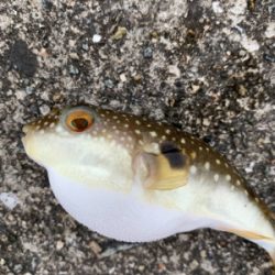 イカを求めてランガン！