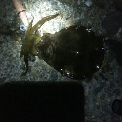 祝！アオリイカ100杯達成！！アオリイカ11杯！