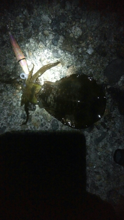 祝！アオリイカ100杯達成！！アオリイカ11杯！