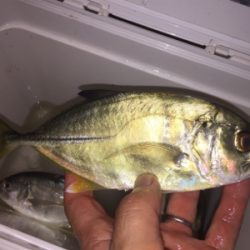 メッキ・チヌ・キビレ・アジ