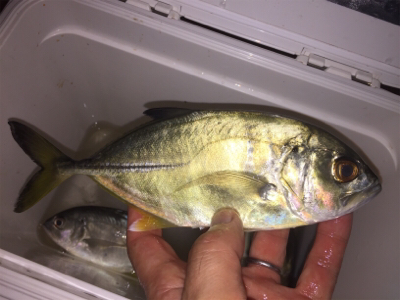 メッキ・チヌ・キビレ・アジ