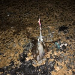 二神島 エギング