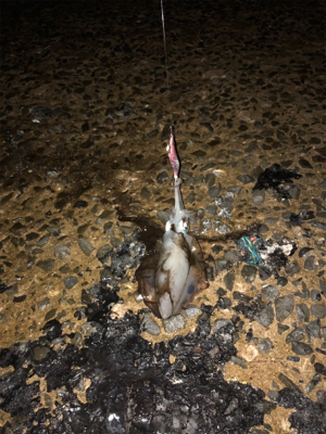 二神島 エギング