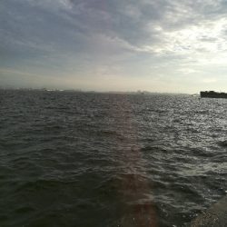 武庫一青物好調